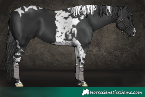 Horse Color:Black Tobiano 