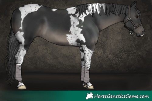 Horse Color:Black Tobiano 