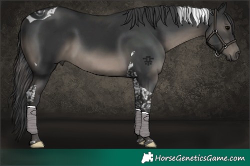 Horse Color:Black Tobiano 