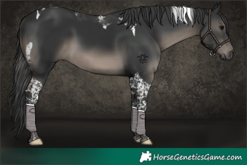 Horse Color:Black Tobiano 