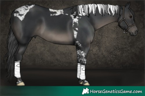 Horse Color:Black Tobiano 