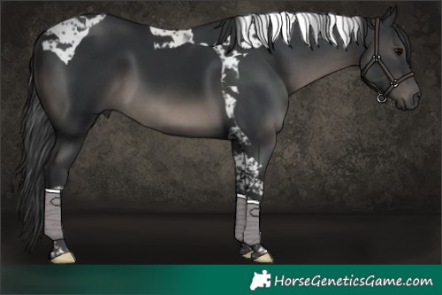 Horse Color:Black Tobiano