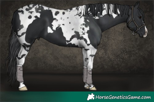 Horse Color:Black Tobiano 