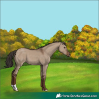 Horse Color:Liver Red Dun