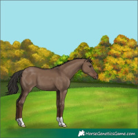 Horse Color:Liver Red Dun 