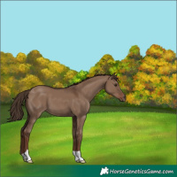 Horse Color:Liver Red Dun