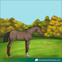 Horse Color:Liver Red Dun