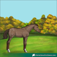 Horse Color:Liver Red Dun 