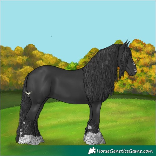 Horse Color:Black 