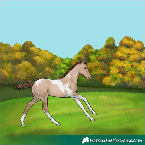 Horse Color:Grullo Pearl Tobiano 