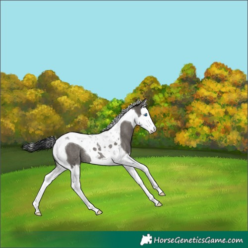Horse Color:Grullo Splash Tobiano Rabicano