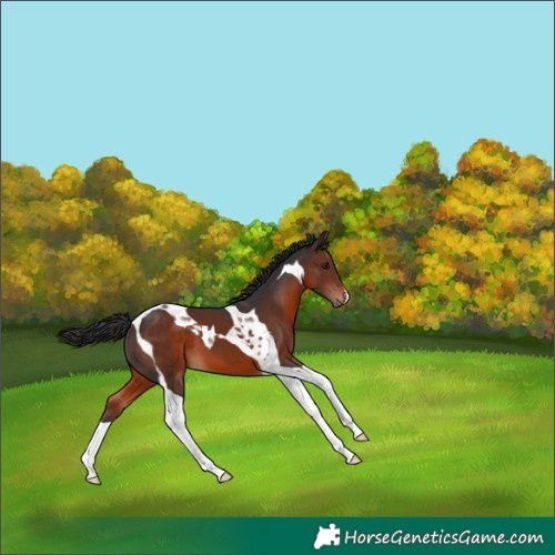 Horse Color:Brown Tobiano 