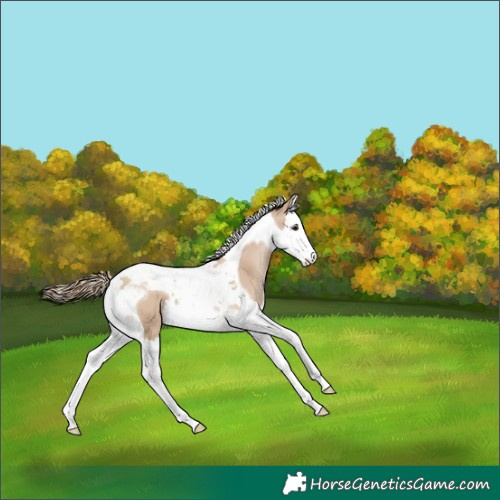Horse Color:Grullo Pearl Splash Tobiano 