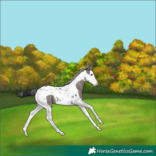 Horse Color:Grullo Splash Tobiano Rabicano 