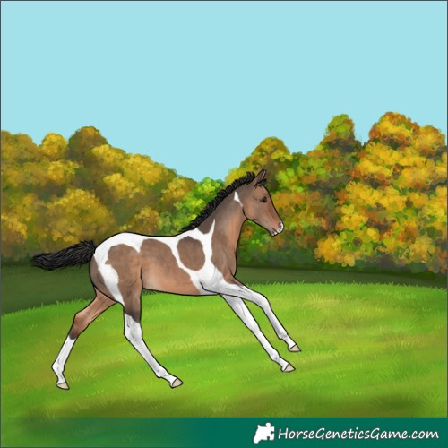 Horse Color:Brown Dun Tobiano 