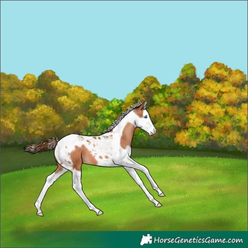 Horse Color:Brown Pearl Splash Tobiano 