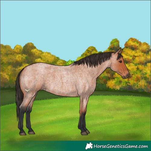 Horse Color:Bay Roan 