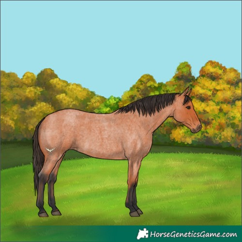 Horse Color:Bay Roan