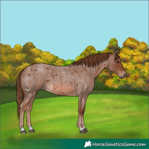 Horse Color:Unknown 