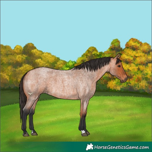 Horse Color:Unknown 
