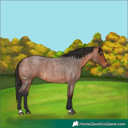 Horse Color:Bay Roan