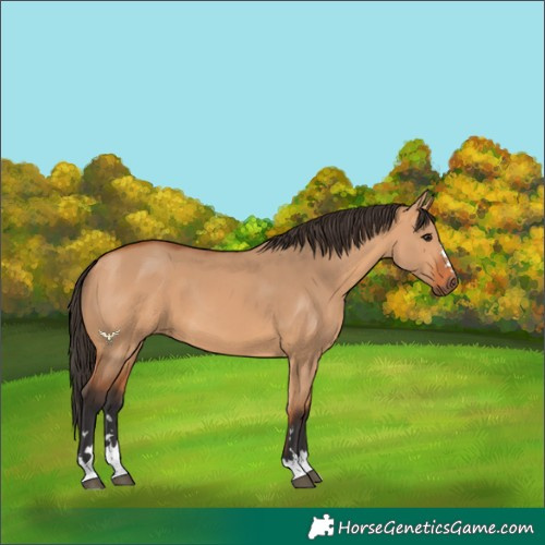 Horse Color:Bay Dun 