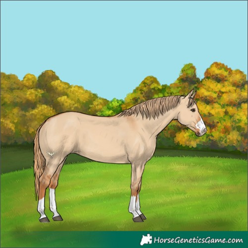 Horse Color:Red Dun