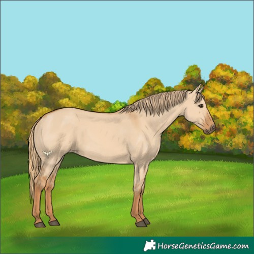 Horse Color:Red Dun 