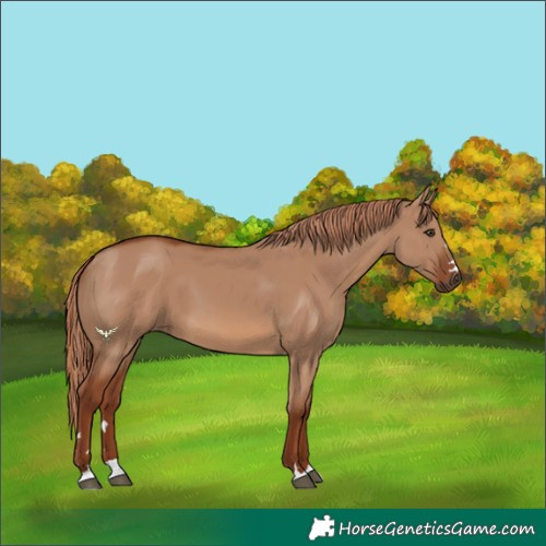 Horse Color:Red Dun 