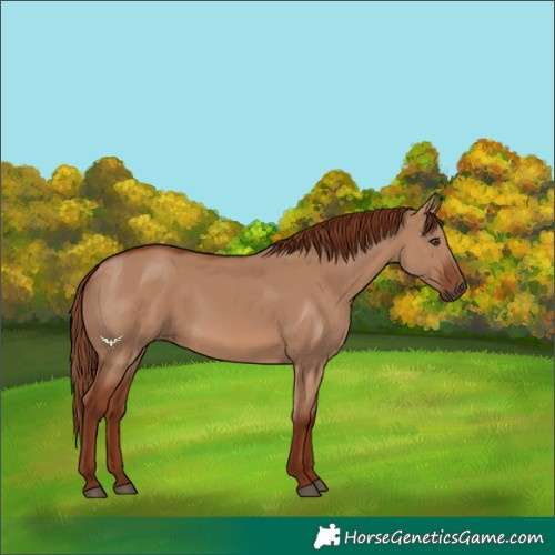 Horse Color:Red Dun Rabicano 