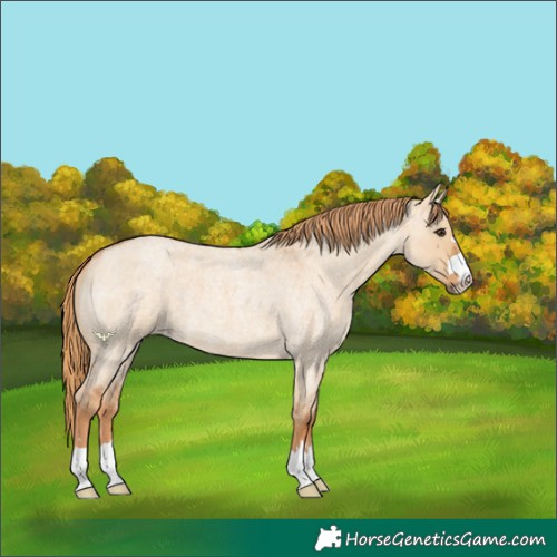 Horse Color:Red Dun Roan 