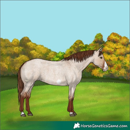 Horse Color:Red Dun Roan Frame