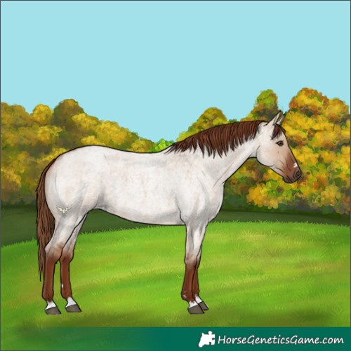Horse Color:Red Dun Roan 