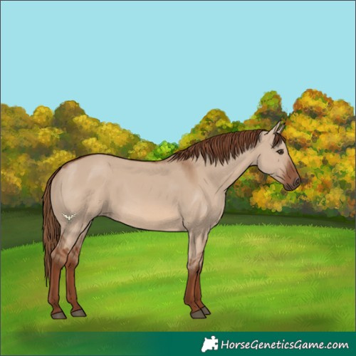 Horse Color:Red Dun Rabicano 