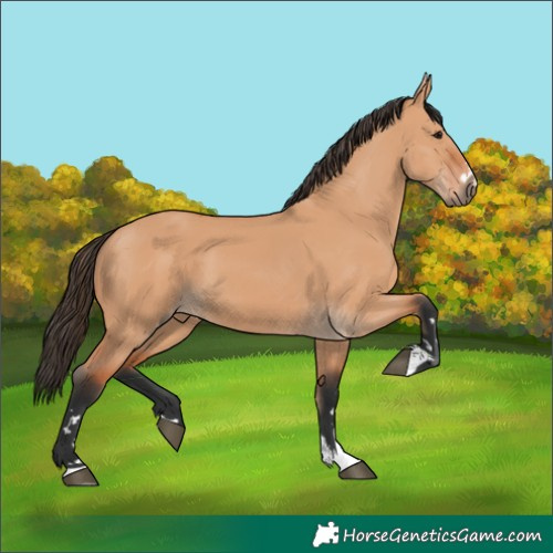 Horse Color:Bay Dun 
