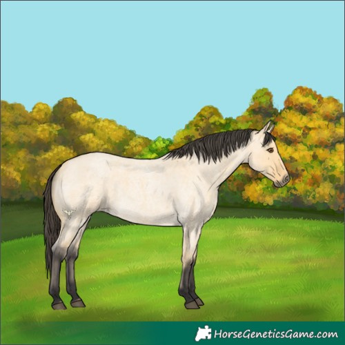 Horse Color:Buckskin Roan Dun