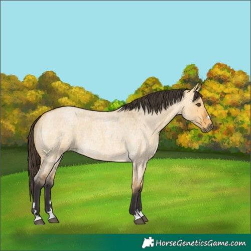 Horse Color:Buckskin Roan Dun 