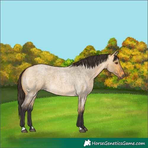 Horse Color:Buckskin Roan Dun 
