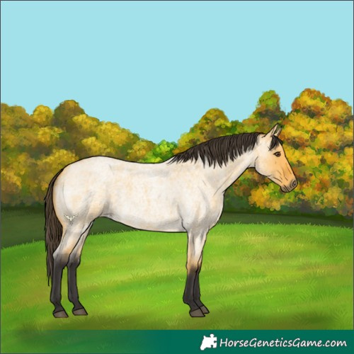 Horse Color:Buckskin Roan Dun 
