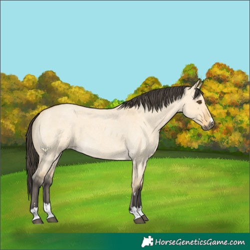 Horse Color:Buckskin Roan Dun 