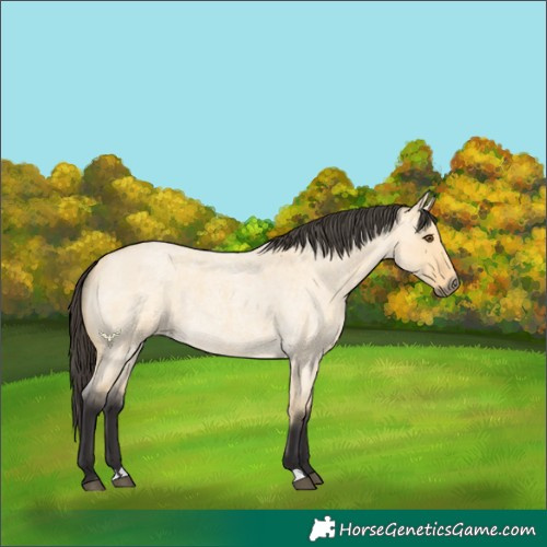 Horse Color:Buckskin Roan Dun