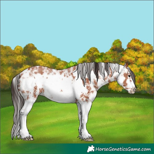 Horse Color:Bay Sabino Rabicano and Bay Sabino Frame Rabicano