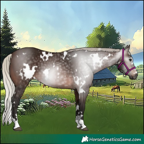 Horse Color:Gray White Spotted Silver Brown 