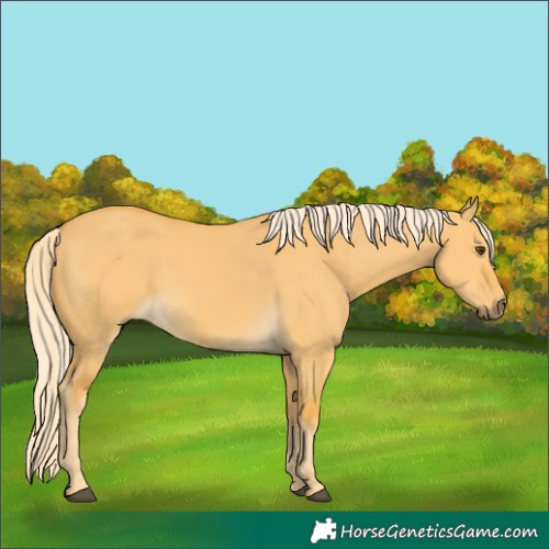 Horse Color:Palomino Dun 