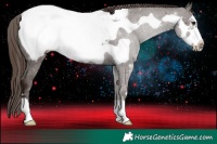 Horse Color:Liver Chestnut Frame Appaloosa