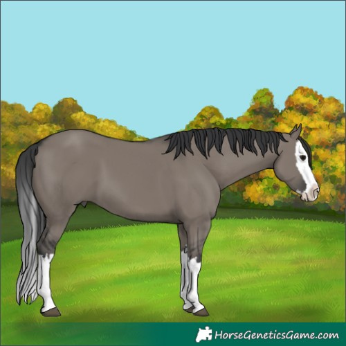 Horse Color:Grullo Splash 
