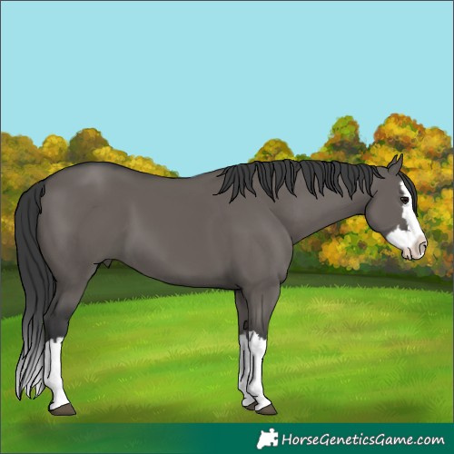 Horse Color:Grullo Splash