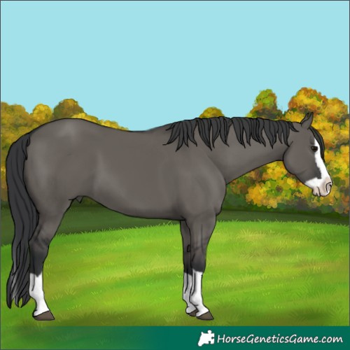 Horse Color:Grullo Splash