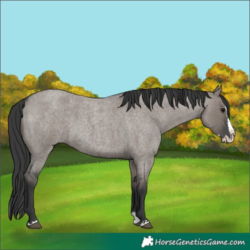 Horse Color:Grullo Roan Splash 