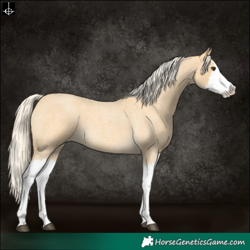 Horse Color:Palomino Roan Splash